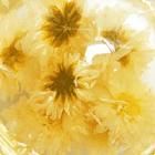 枸杞菊花勾藤茶 枸杞菊花勾藤茶