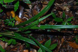 台灣割雞芒 台灣割雞芒