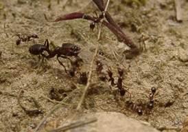 （圖）皮氏大頭蟻