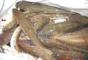 怖矛齒鯰 怖矛齒鯰