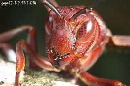 貴州華顎細蜂 貴州華顎細蜂