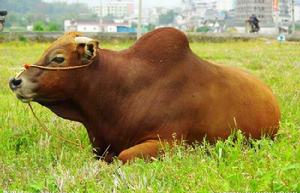 牛傳染性腦膜肺炎 牛傳染性腦膜肺炎