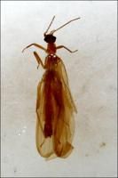 扁突諾蟲責 扁突諾蟲責