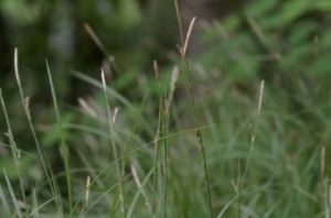 類霹靂薹草 類霹靂薹草
