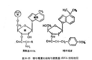 蛋白質合成抑制劑 蛋白質合成抑制劑