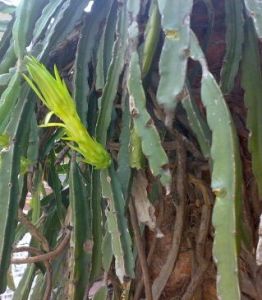 藥用植物量天尺枯萎腐爛病 藥用植物量天尺枯萎腐爛病