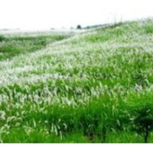 毛花直瓣苣苔 毛花直瓣苣苔