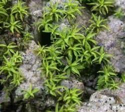 短葉小石蘚 短葉小石蘚