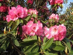 鈍頭杜鵑 鈍頭杜鵑