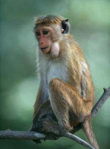 蘭卡獼猴