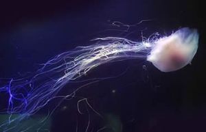 白色霞水母