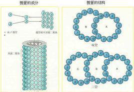MT[微管(microtubule)]