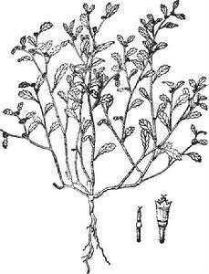 球菊[菊科旋覆花族植物]