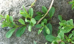 高山亮葉鼠李 高山亮葉鼠李