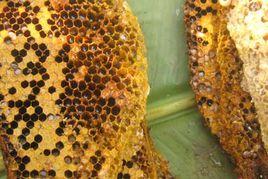 菖河蜂蜜 菖河蜂蜜