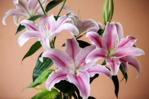 香水百合[植物]