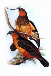 卡卡啄羊鸚鵡（Nestor productus）是已滅絕的大型鸚鵡，喙突出。它們的羽毛呈橄欖褐色，頸部及胸部分別呈橙色及稻草色。它們生活在諾福克島及菲利普島的岩間及樹頂。它們是紐西蘭卡卡鸚鵡的近親。卡卡啄羊鸚鵡是由詹姆斯·庫克（James Cook）於1774年在諾福克島發現的，並由約翰·雷茵霍爾德·福斯特（Johann Reinhold Forster）及他的兒子福爾斯特（Georg Forster）所描述，正式的描述則是由約翰·古爾德（John Gould）於1836年所進行。它們被狩獵作為食物或捕捉來作為寵物。自1788年至1814年間，諾福克島成為了流放地，而1825年至1854年間則準備作為殖民地，卡卡啄羊鸚鵡的數目隨之而大大減少。它們於19世紀初就已經在野外滅絕[2]，於1851年最後飼養的卡卡啄羊鸚鵡亦在倫敦死去。