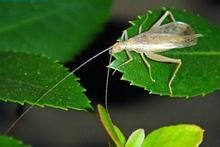 台灣樹蟋 台灣樹蟋