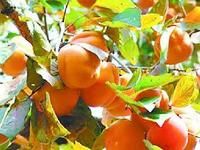 柿樹角斑病 柿樹角斑病