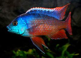 埃及豔后[觀賞魚]