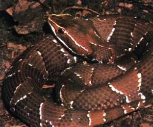 紋面腹蛇 紋面腹蛇