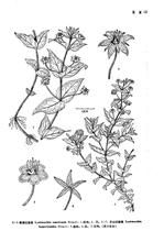 巴山過路黃 巴山過路黃