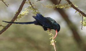 林戴勝科 林戴勝科