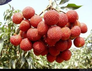 謝鞋野荔 謝鞋野荔