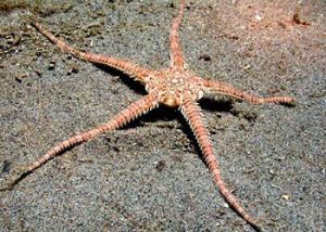 蛇尾亞綱 蛇尾亞綱