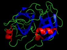 絲氨酸蛋白酶