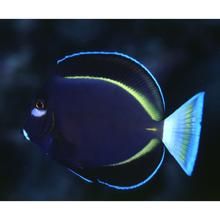 金邊倒吊 金邊倒吊