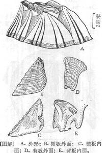 縱條紋藤壺描繪圖