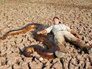 人類捕獲的亞馬遜森蚺