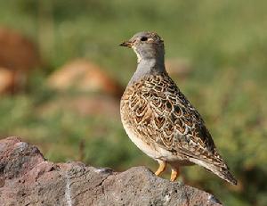 灰胸籽鷸 灰胸籽鷸