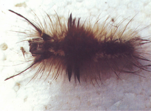 大豆毒蛾 大豆毒蛾