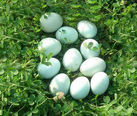 綠殼雞蛋