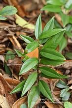 石木姜子 石木姜子