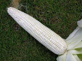 美玉糯7號 美玉糯7號