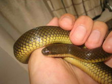 鉛色水蛇