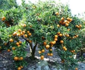 橘樹