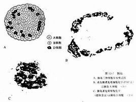 胰島B細胞 胰島B細胞