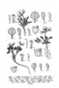 少花棘豆 少花棘豆