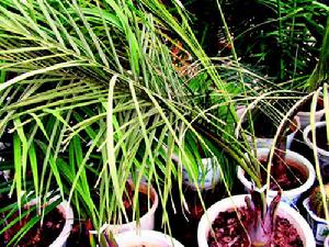 （圖）椰子致死黃化類菌原體