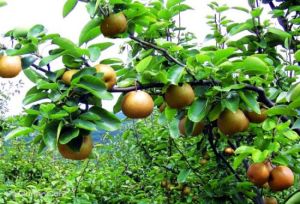 綠豐農業生態園 綠豐農業生態園