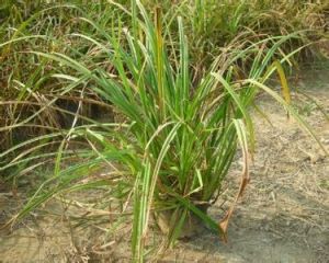 燕子苔草 燕子苔草