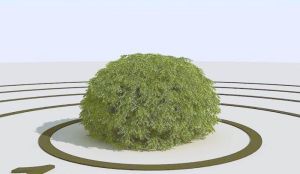 鳥巢狀歐洲雲杉 鳥巢狀歐洲雲杉