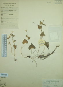 闊紫葉堇菜 闊紫葉堇菜