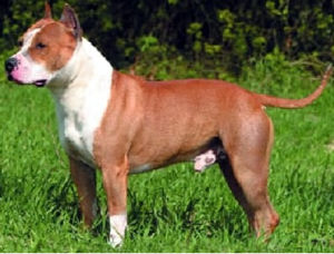 美國史特富郡梗 美國史特富郡梗