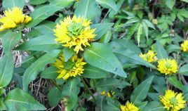 疏頭過路黃 疏頭過路黃