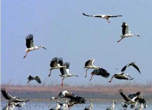 西洞庭湖 西洞庭湖